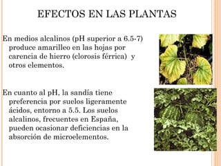 EFECTOS EN LAS PLANTAS

En medios alcalinos (pH superior a 6.5-7)
 produce amarilleo en las hojas por
 carencia de hierro (clorosis férrica) y
 otros elementos.


En cuanto al pH, la sandía tiene
 preferencia por suelos ligeramente
 ácidos, entorno a 5.5. Los suelos
 alcalinos, frecuentes en España,
 pueden ocasionar deficiencias en la
 absorción de microelementos.
 