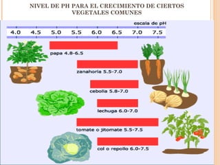 NIVEL DE PH PARA EL CRECIMIENTO DE CIERTOS
            VEGETALES COMUNES
 