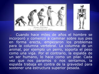  Cuando hace miles de años el hombre se 
incorporó y comenzó a caminar sobre sus pies 
en forma erecta, empezaron los problemas 
para la columna vertebral. La columna de un 
animal, por ejemplo un perro, soporta el peso 
como una viga. Por el contrario, la espalda de 
un ser humano, lo hace como un pilar. Cada 
vez que nos paramos o nos sentamos, la 
espalda trabaja en contra de la gravedad para 
sostener una estructura superior pesada. 
 