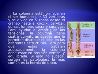  La columna está formada en 
el ser humano por 33 vértebras 
y se divide en 5 zonas desde el 
cráneo hasta el cóccix: cervical, 
dorsal, lumbar, sacra y coccígea. 
Para ayudar a amortiguar las 
tensiones, la columna tiene 
cuatro curvaturas suaves que le 
permiten distribuir el peso en las 
diferentes estructuras. Pero para 
que estas trabajen 
adecuadamente, la columna 
debe estar en posición vertical y 
equilibrada. Si esto no sucede, 
surgen las patologías: la más 
común es la hernia de disco. 
7 
12 
5 
5 
3-4 
 