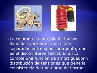 La columna es una pila de huesos, 
llamadas vértebras, que están 
separadas entre si por una junta, que 
es el disco intervertebral. El disco 
cumple una función de amortiguador y 
distribución de tensiones que tiene la 
consistencia de una goma de borrar. 
 