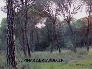 EL PINAR AL ATARDECER
                        M. ESTEBAN .2011
 