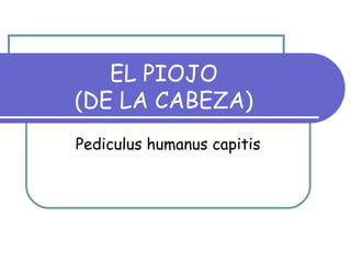 EL PIOJO
(DE LA CABEZA)
Pediculus humanus capitis
 