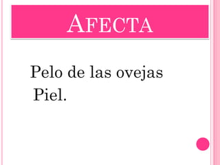 AFECTA 
Pelo de las ovejas 
Piel.  