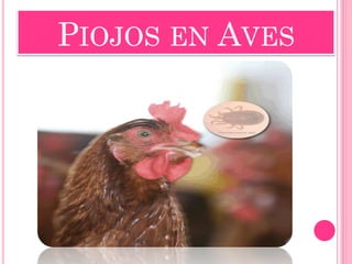 PIOJOS EN AVES  