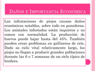 DAÑOS E IMPORTANCIA ECONÓMICA 
Las infestaciones de piojos causan daños económicos notables, sobre todo en ponedoras. Los animales infestados están inquietos y no comen con normalidad. La producción de huevos puede bajar hasta del 45%. También pueden crear problemas en gallineros de cría. Dado su ciclo vital relativamente largo, los piojos no llegan a producir grandes poblaciones durante las 6 o 7 semanas de un ciclo típico de broilers.  