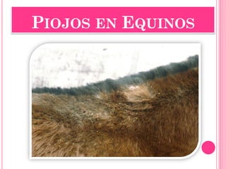 PIOJOS EN EQUINOS  