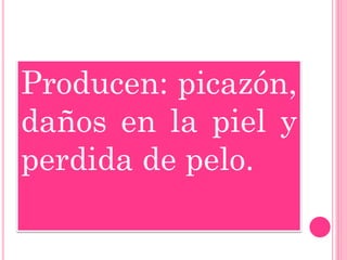 Producen: picazón, daños en la piel y perdida de pelo. 
 