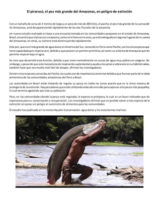 El pirarucú, el pez más grande del Amazonas, en peligro de extinción
Conun tamañode cerca de 3 metrosde largoyun pesode másde 200 kilos,el paiche,el pezmásgrande de lacuencadel
río Amazonas, está desapareciendo rápidamente de las vías fluviales de la amazonía.
Un nuevo estudio realizado en base a una encuesta tomada en las comunidades pesqueras en el estado de Amazonas,
Brasil,encontróque elpirarucúoarapaima,comose lellamaenlazona,yaestáextinguidoenalgunoslugaresde la cuenca
del Amazonas; en otras, su número está disminuyendo rápidamente.
Este pez,que esel másgrande de aguadulce enAméricadel Sur,conocidoenPerúcomoPaiche,sonlosúnicospecesque
tiene capacidadpara respiraraire,debidoa que poseenun pulmónprimitivo,así como un sistemade branquiasque les
permite respirar bajo el agua.
Se cree que desarrolló esta función, debido a que viven normalmente en cursos de agua muy pobres en oxígeno. Sin
embargo,apesarde que este mecanismode respiraciónsuplementariaayudaalospecesasobrevivirensuhábitatnativo,
también hace que sea mucho más fácil de atrapar, afirman los investigadores.
Existencincoespeciesconocidasde Paiche,lascualessonde importanciacomercial debidoaque formanparte de la dieta
alimenticia de las comunidades amazónicas del Perú y Brasil.
Las autoridades en Brasil están tratando de regular su pesca en todas las zonas puesto que es la única manera de
protegerlade laextinción.Haypescadoresqueestánutilizandoredesde enmalle paracapturaralospecesmáspequeños,
lo cual termina agotando aún más su población.
Pero, en las comunidades donde la pesca está regulada, la especie es próspera, lo cual es un buen indicador que da
esperanzas para su conservación y recuperación. Los investigadores afirman que es posible salvar a esta especie de la
extinción sin poner en peligro el suministro de alimentos para las comunidades.
El estudio fue publicado en la revista Aquatic Conservación: agua dulce y los ecosistemas marinos.
 
