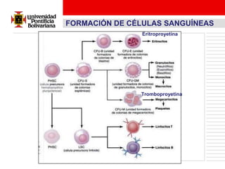FORMACIÓN DE CÉLULAS SANGUÍNEAS
               Eritroproyetina




               Tromboproyetina
 