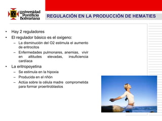 REGULACIÓN EN LA PRODUCCIÓN DE HEMATIES


•   Hay 2 reguladores
•   El regulador básico es el oxigeno:
     – La disminución del O2 estimula el aumento
       de eritrocitos
     – Enfermedades pulmonares, anemias, vivir
       en     altitudes elevadas,    insuficiencia
       cardíaca
•   La eritropoyetina
     – Se estimula en la hipoxia
     – Producida en el riñón
     – Actúa sobre la célula madre comprometida
       para formar proeritroblastos
 