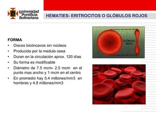 HEMATIES- ERITROCITOS O GLÓBULOS ROJOS




FORMA
• Discos bicóncavos sin núcleos
• Producida por la medula osea
• Duran en la circulación aprox. 120 días
• Su forma es modificable
• Diámetro de 7.5 mcm- 2.5 mcm en el
  punto mas ancho y 1 mcm en el centro
• En promedio hay 5.4 millones/mm3 en
  hombres y 4.8 millones/mm3
 