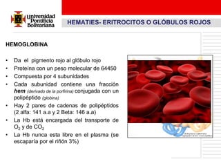 HEMATIES- ERITROCITOS O GLÓBULOS ROJOS


HEMOGLOBINA

•   Da el pigmento rojo al glóbulo rojo
•   Proteína con un peso molecular de 64450
•   Compuesta por 4 subunidades
•   Cada subunidad contiene una fracción
    hem (derivado de la porfirina) conjugada con un
    polipéptido (globina)
•   Hay 2 pares de cadenas de polipéptidos
    (2 alfa: 141 a.a y 2 Beta: 146 a.a)
•   La Hb está encargada del transporte de
    O2 y de CO2
•   La Hb nunca esta libre en el plasma (se
    escaparía por el riñón 3%)
 