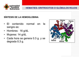 HEMATIES- ERITROCITOS O GLÓBULOS ROJOS



SÍNTESIS DE LA HEMOGLOBINA


• El contenido normal en la
  sangre es:
• Hombres: 16 g/dL
• Mujeres: 14 g/dL
• Cada hora se genera 0.3 g. y se
  degrada 0.3 g.
 
