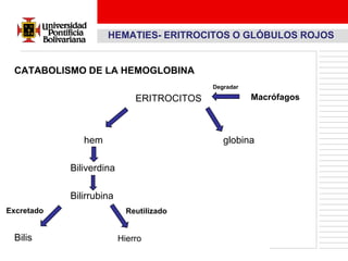 HEMATIES- ERITROCITOS O GLÓBULOS ROJOS


 CATABOLISMO DE LA HEMOGLOBINA
                                            Degradar

                              ERITROCITOS              Macrófagos



               hem                             globina

            Biliverdina

            Bilirrubina
Excretado                   Reutilizado


 Bilis                    Hierro
 