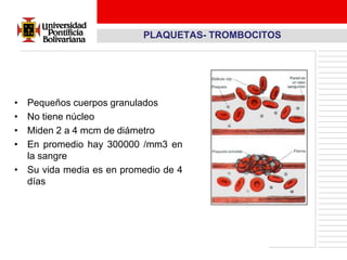 PLAQUETAS- TROMBOCITOS




• Pequeños cuerpos granulados
• No tiene núcleo
• Miden 2 a 4 mcm de diámetro
• En promedio hay 300000 /mm3 en
  la sangre
• Su vida media es en promedio de 4
  días
 