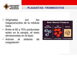 PLAQUETAS- TROMBOCITOS



• Originadas       por      los
  megacariocitos de la médula
  ósea
• Entre el 60 y 75% producidas
  están en la sangre, el resto
  almacenadas en el bazo
• Activan    el   sistema    de
  coagulación
 