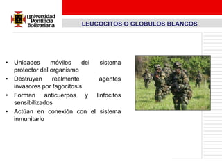 LEUCOCITOS O GLOBULOS BLANCOS




• Unidades      móviles    del sistema
  protector del organismo
• Destruyen      realmente     agentes
  invasores por fagocitosis
• Forman anticuerpos y linfocitos
  sensibilizados
• Actúan en conexión con el sistema
  inmunitario
 