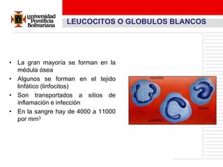 LEUCOCITOS O GLOBULOS BLANCOS




• La gran mayoría se forman en la
  médula ósea
• Algunos se forman en el tejido
  linfático (linfocitos)
• Son transportados a sitios de
  inflamación e infección
• En la sangre hay de 4000 a 11000
  por mm3
 
