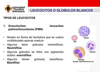 LEUCOCITOS O GLOBULOS BLANCOS

TIPOS DE LEUCOCITOS

1. Granulocitos:                   leucocitos
   polimorfonucleares (PMN)

• Núcleo en forma de herradura que se vuelve
  multilobulado apenas madura
• Algunos     tiene   gránulos  neutrofílicos:
  Neutrófilos
• Algunos gránulos se tiñen con pigmentos
  ácidos: eosinófilos
• Algunos     tienen   gránulos  basofílicos:
  Basófilos
 