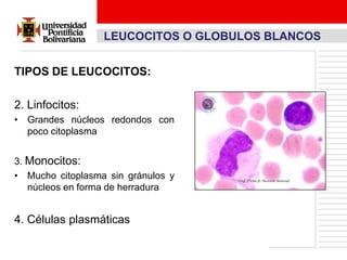 LEUCOCITOS O GLOBULOS BLANCOS


TIPOS DE LEUCOCITOS:

2. Linfocitos:
• Grandes núcleos redondos con
  poco citoplasma


3. Monocitos:
• Mucho citoplasma sin gránulos y
   núcleos en forma de herradura


4. Células plasmáticas
 