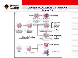 GENESIS LEUCOCITOS O GLOBULOS
                  BLANCOS




             Línea mielocítica




Línea linfocítica
 