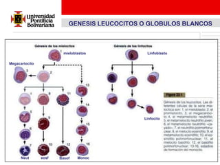 GENESIS LEUCOCITOS O GLOBULOS BLANCOS



                         mieloblastos          Linfoblasto

Megacariocito




                                              Linfocito




      Neut      eosf   Basof    Monoc
 