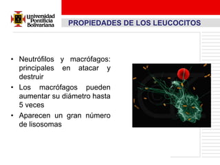 PROPIEDADES DE LOS LEUCOCITOS



• Neutrófilos y macrófagos:
  principales en atacar y
  destruir
• Los macrófagos pueden
  aumentar su diámetro hasta
  5 veces
• Aparecen un gran número
  de lisosomas
 