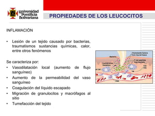 PROPIEDADES DE LOS LEUCOCITOS

INFLAMACIÓN

•   Lesión de un tejido causado por bacterias,
    traumatismos sustancias químicas, calor,
    entre otros fenómenos

Se caracteriza por:
• Vasodilatación local (aumento de flujo
   sanguíneo)
• Aumento de la permeabilidad del vaso
   sanguíneo
• Coagulación del líquido escapado
• Migración de granulocitos y macrófagos al
   sitio
• Tumefacción del tejido
 