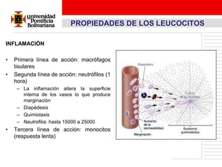 PROPIEDADES DE LOS LEUCOCITOS

INFLAMACIÓN

•   Primera línea de acción: macrófagos
    tisulares
•   Segunda línea de acción: neutrófilos (1
    hora)
     – La inflamación altera la superficie
       interna de los vasos lo que produce
       marginación
     – Diapédesis
     – Quimiotaxis
     – Neutrofilia: hasta 15000 a 25000
•   Tercera línea de acción: monocitos
    (respuesta lenta)
 