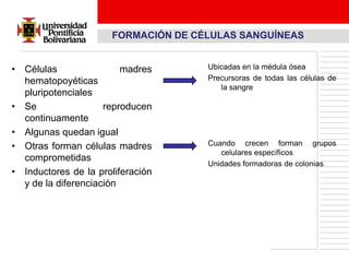 FORMACIÓN DE CÉLULAS SANGUÍNEAS


• Células                madres      Ubicadas en la médula ósea
  hematopoyéticas                    Precursoras de todas las células de
                                        la sangre
  pluripotenciales
• Se                 reproducen
  continuamente
• Algunas quedan igual
• Otras forman células madres        Cuando crecen forman grupos
                                        celulares específicos
  comprometidas
                                     Unidades formadoras de colonias
• Inductores de la proliferación
  y de la diferenciación
 