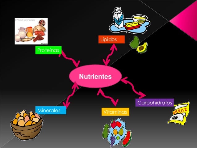 El plato del bien comer lizbeth diaz