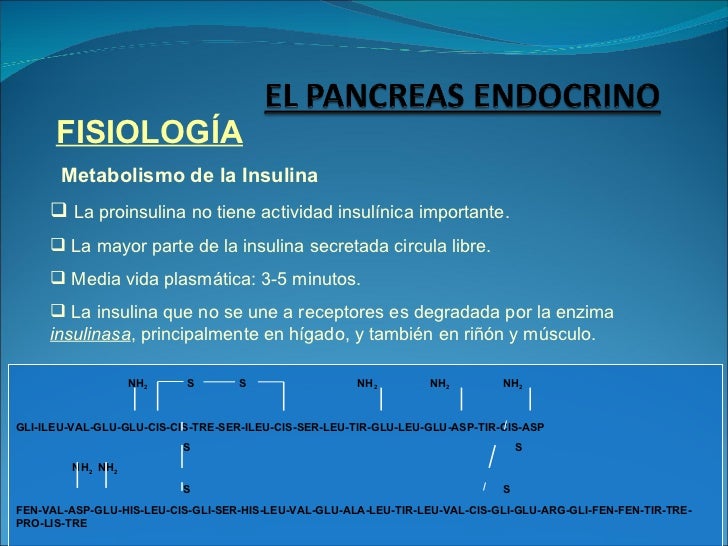 El páncreas endocrino El páncreas endocrino