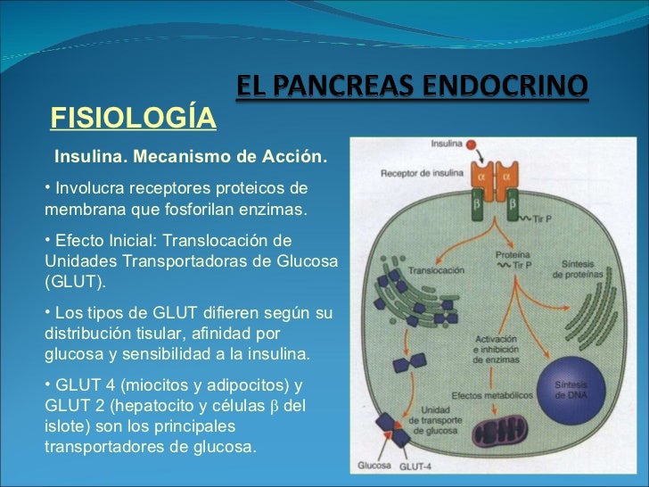El páncreas endocrino El páncreas endocrino
