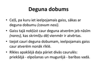 Deguna dobums
• Ceļš, pa kuru iet ieelpojamais gaiss, sākas ar
  deguna dobumu (cavum nasi).
• Gaiss tajā nokļūst caur deguna atverēm jeb nāsīm
  (nares), kas skrimšļu dēļ vienmēr ir atvērtas.
• Izejot cauri deguna dobumam, ieelpojamais gaiss
  caur atverēm nonāk rīklē.
• Rīkles apakšējā daļa pāriet divās caurulēs:
  priekšējā - elpošanas un mugurējā - barības vadā.
 