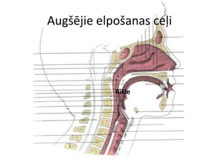 Augšējie elpošanas ceļi




            Rīkle
 