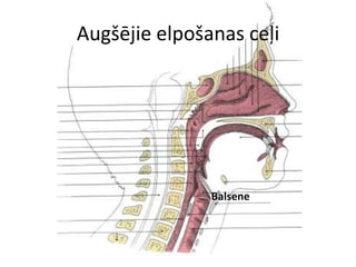 Augšējie elpošanas ceļi




               Balsene
 