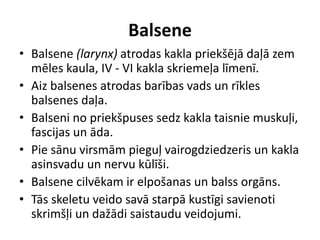 Balsene
• Balsene (larynx) atrodas kakla priekšējā daļā zem
  mēles kaula, IV - VI kakla skriemeļa līmenī.
• Aiz balsenes atrodas barības vads un rīkles
  balsenes daļa.
• Balseni no priekšpuses sedz kakla taisnie muskuļi,
  fascijas un āda.
• Pie sānu virsmām pieguļ vairogdziedzeris un kakla
  asinsvadu un nervu kūlīši.
• Balsene cilvēkam ir elpošanas un balss orgāns.
• Tās skeletu veido savā starpā kustīgi savienoti
  skrimšļi un dažādi saistaudu veidojumi.
 