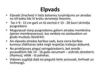 Elpvads
• Elpvads (trachea) ir tiešs balsenes turpinājums un atrodas
  no VII kakla līdz IV krūšu skriemeļa līmenim.
• Tas ir 9 - 15 cm garš un tā sieniņā ir 15 - 20 šauri skrimšļa
  pusgredzeni.
• Mugurpusē starp pusgredzenu galiem atrodas membrāna
  (paries membranaceus), kas veidota no saistaudiem un
  gludo muskuļu šķiedrām.
• Aiz elpvada atrodas barības vads, kura siena barības
  kumosa slīdēšanas laikā viegli iespiežas trahejas dobumā.
• No priekšpuses pieguļ vairogdziedzeris, bet zemāk -
  pusaudžiem līdz 14 - 16 gadu vecumam – aizkrūts dziedzeris
  (thymus), vēlāk - tā paliekas.
• Videnes augšējā daļā tai piegulst lielie asinsvadi, limfvadi un
  limfmezgli.
 