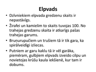 Elpvads
• Dzīvniekiem elpvada gredzenu skaits ir
  nepastāvīgs.
• Žirafei un kamielim to skaits tuvojas 100. No
  trahejas gredzenu skaita ir atkarīgs pašas
  trahejas garums.
• Bruņurupučiem un trušiem tā ir tik gara, ka
  spirālveidīgi izliecas.
• Putniem ar garu kaklu tā ir vēl garāka,
  piemēram, gulbjiem elpvads izveido cilpu un
  novietojas krūšu kaula iekšienē, kur tam ir
  dobums.
 