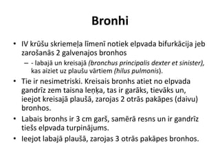 Bronhi
• IV krūšu skriemeļa līmenī notiek elpvada bifurkācija jeb
  zarošanās 2 galvenajos bronhos
   – - labajā un kreisajā (bronchus principalis dexter et sinister),
     kas aiziet uz plaušu vārtiem (hilus pulmonis).
• Tie ir nesimetriski. Kreisais bronhs atiet no elpvada
  gandrīz zem taisna leņķa, tas ir garāks, tievāks un,
  ieejot kreisajā plaušā, zarojas 2 otrās pakāpes (daivu)
  bronhos.
• Labais bronhs ir 3 cm garš, samērā resns un ir gandrīz
  tiešs elpvada turpinājums.
• Ieejot labajā plaušā, zarojas 3 otrās pakāpes bronhos.
 