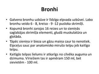 Bronhi
• Galveno bronhu uzbūve ir līdzīga elpvada uzbūvei. Labo
  bronhu veido 6 - 8, kreiso - 9 -12 pusloka skrimšļi.
• Kopumā bronhi zarojas 16 reizes un to sieniņās
  saglabājas skrimšļa elementi, gludā muskulatūra un
  gļotāda.
• Tāpēc sieniņa ir bieza un gāzu maiņa caur to nenotiek.
  Elpceļus sauc par anatomisko mirušo telpu jeb kaitīgo
  telpu.
• Kaitīgās telpas lielums ir atkarīgs no cilvēka auguma un
  dzimuma. Vīriešiem tas ir apmēram 150 ml, bet
  sievietēm - 100 ml.
 
