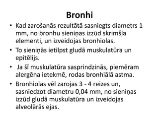 Bronhi
• Kad zarošanās rezultātā sasniegts diametrs 1
  mm, no bronhu sieniņas izzūd skrimšļa
  elementi, un izveidojas bronhiolas.
• To sieniņās ietilpst gludā muskulatūra un
  epitēlijs.
• Ja šī muskulatūra sasprindzinās, piemēram
  alergēna ietekmē, rodas bronhiālā astma.
• Bronhiolas vēl zarojas 3 - 4 reizes un,
  sasniedzot diametru 0,04 mm, no sieniņas
  izzūd gludā muskulatūra un izveidojas
  alveolārās ejas.
 