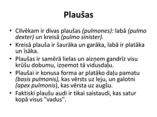 Plaušas
• Cilvēkam ir divas plaušas (pulmones): labā (pulmo
  dexter) un kreisā (pulmo sinister).
• Kreisā plauša ir šaurāka un garāka, labā ir platāka
  un īsāka.
• Plaušas ir samērā lielas un aizņem gandrīz visu
  krūšu dobumu, izņemot tā vidusdaļu.
• Plaušai ir konusa forma ar platāko daļu pamatu
  (basis pulmonis), kas vērsts uz leju, un galotni
  (apex pulmonis), kas vērsta uz augšu.
• Faktiski plaušu audi ir tikai saistaudi, kas satur
  kopā visus "vadus".
 