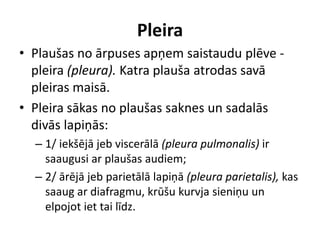 Pleira
• Plaušas no ārpuses apņem saistaudu plēve -
  pleira (pleura). Katra plauša atrodas savā
  pleiras maisā.
• Pleira sākas no plaušas saknes un sadalās
  divās lapiņās:
  – 1/ iekšējā jeb viscerālā (pleura pulmonalis) ir
    saaugusi ar plaušas audiem;
  – 2/ ārējā jeb parietālā lapiņā (pleura parietalis), kas
    saaug ar diafragmu, krūšu kurvja sieniņu un
    elpojot iet tai līdz.
 