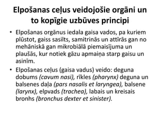 Elpošanas ceļus veidojošie orgāni un
      to kopīgie uzbūves principi
• Elpošanas orgānus iedala gaisa vados, pa kuriem
  plūstot, gaiss sasilts, samitrinās un attīrās gan no
  mehāniskā gan mikrobiālā piemaisījuma un
  plaušās, kur notiek gāzu apmaiņa starp gaisu un
  asinīm.
• Elpošanas ceļus (gaisa vadus) veido: deguna
  dobums (cavum nasi), rīkles (pharynx) deguna un
  balsenes daļa (pars nasalis et laryngea), balsene
  (larynx), elpvads (trachea), labais un kreisais
  bronhs (bronchus dexter et sinister).
 