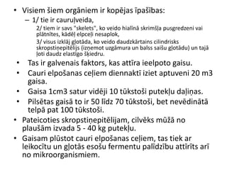 • Visiem šiem orgāniem ir kopējas īpašības:
   – 1/ tie ir cauruļveida,
      2/ tiem ir savs "skelets", ko veido hialīnā skrimšļa pusgredzeni vai
      plātnītes, kādēļ elpceļi nesaplok,
      3/ visus izklāj gļotāda, ko veido daudzkārtains cilindrisks
      skropstiņepitēlijs (izņemot uzgāmura un balss saišu gļotādu) un tajā
      ļoti daudz elastīgo šķiedru.
 • Tas ir galvenais faktors, kas attīra ieelpoto gaisu.
 • Cauri elpošanas ceļiem diennaktī iziet aptuveni 20 m3
    gaisa.
 • Gaisa 1cm3 satur vidēji 10 tūkstoši putekļu daļiņas.
 • Pilsētas gaisā to ir 50 līdz 70 tūkstoši, bet nevēdinātā
    telpā pat 100 tūkstoši.
• Pateicoties skropstiņepitēlijam, cilvēks mūžā no
  plaušām izvada 5 - 40 kg putekļu.
• Gaisam plūstot cauri elpošanas ceļiem, tas tiek ar
  leikocītu un gļotās esošu fermentu palīdzību attīrīts arī
  no mikroorganismiem.
 