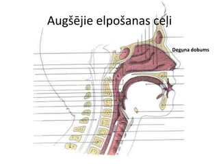 Augšējie elpošanas ceļi
                          Deguna dobums
 