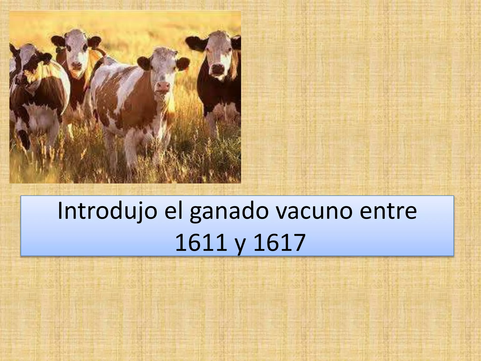 Introdujo el ganado vacuno entre 
1611 y 1617 
 