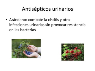 Antisépticos urinarios
• Arándano: combate la cistitis y otra
infecciones urinarias sin provocar resistencia
en las bacterias
 